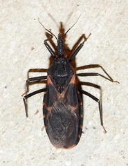 Triatoma gerstaeckeri