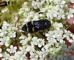 Acmaeoderella flavofasciata flavofasciata
