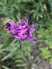 Centaurea jacea