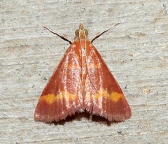 Pyrausta pseuderosnealis