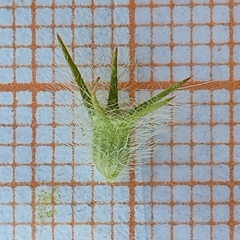 Trifolium angustifolium