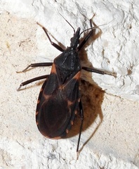 Triatoma gerstaeckeri