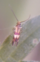 Micropterix aglaella