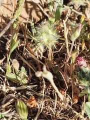Trifolium angustifolium
