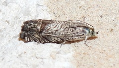 Ofatulena duodecemstriata