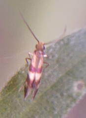 Micropterix aglaella