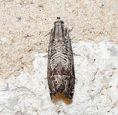 Ofatulena duodecemstriata