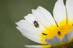 Cryptocephalus rugicollis