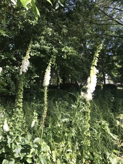 Digitalis purpurea