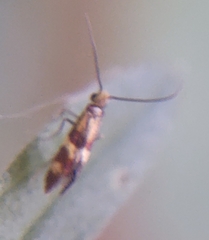 Micropterix aglaella