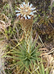 Puya santosii