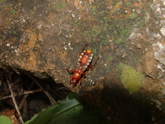Rasahus hamatus
