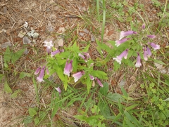 Penstemon calycosus