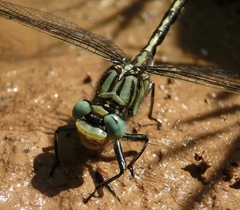Arigomphus villosipes
