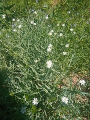 Stellaria palustris