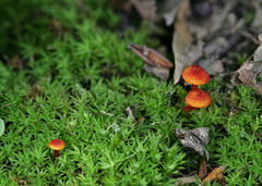 Hygrocybe mucronella