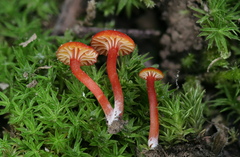 Hygrocybe mucronella