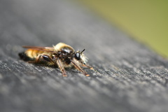 Laphria flava