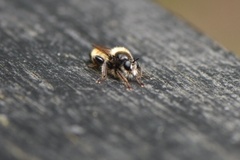 Laphria flava