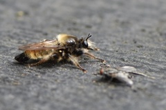 Laphria flava
