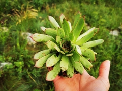 Sempervivum marmoreum