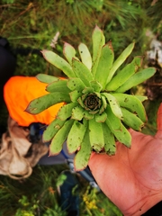Sempervivum marmoreum