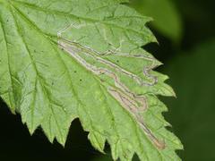 Stigmella splendidissimella