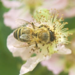 Apis mellifera