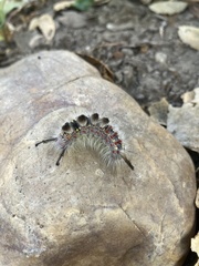 Orgyia pseudotsugata