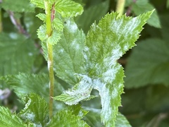 Podosphaera filipendulae