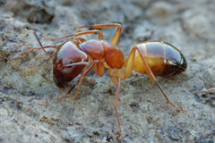 Camponotus sanctus