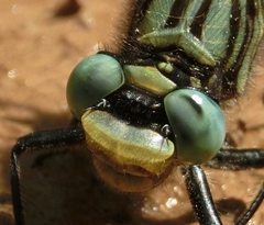 Arigomphus villosipes