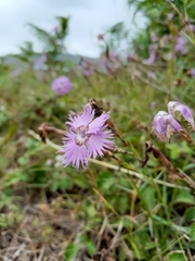 Dianthus gallicus