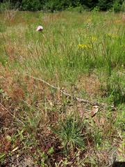 Armeria maritima elongata