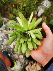 Sempervivum marmoreum