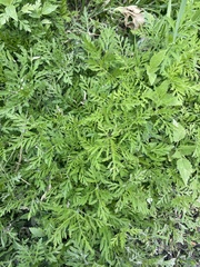 Ambrosia artemisiifolia