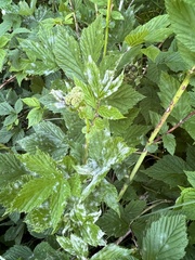 Podosphaera filipendulae