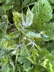 Podosphaera filipendulae