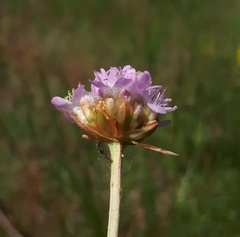 Armeria maritima elongata