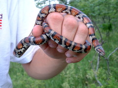 Lampropeltis