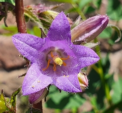 Campanula trachelium