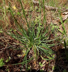 Armeria maritima elongata