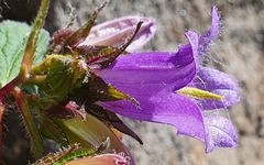 Campanula trachelium