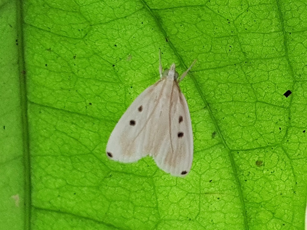 Niphostola