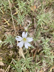 Cerastium arvense × tomentosum
