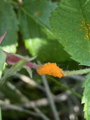 Phragmidium rosae-multiflorae