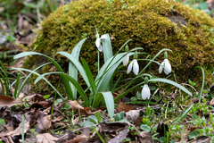 Galanthus transcaucasicus