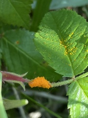 Phragmidium rosae-multiflorae