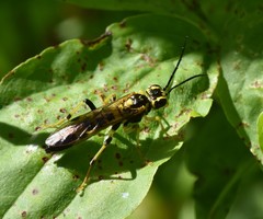 Tenthredo verticalis