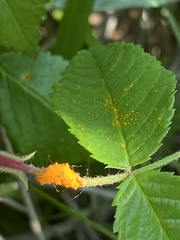 Phragmidium rosae-multiflorae
